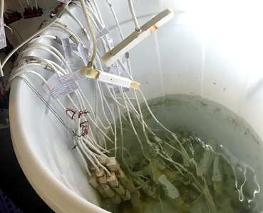 CORROSION IMMERSION TESTING